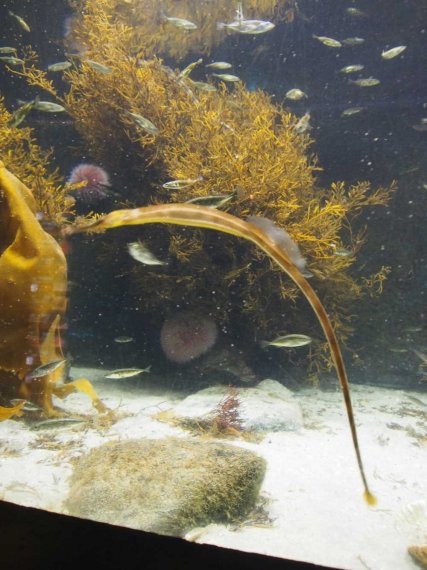 012 alesund_aquarium